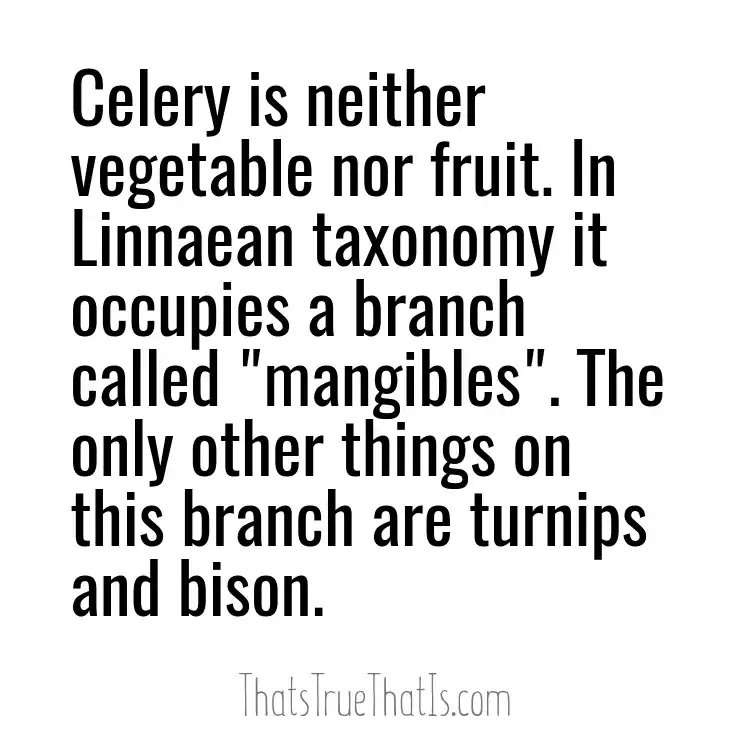 Celery