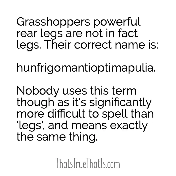 Grasshopper