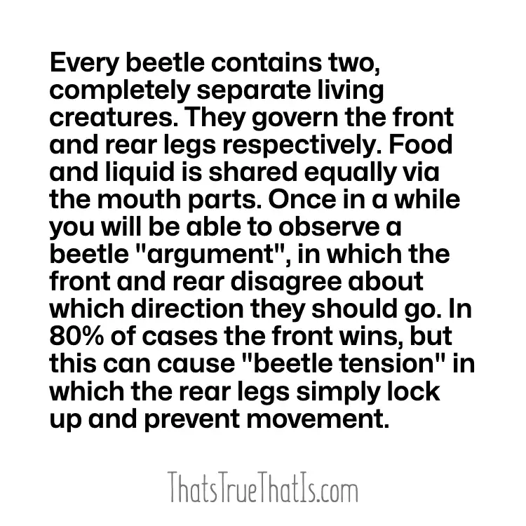 Beetles
