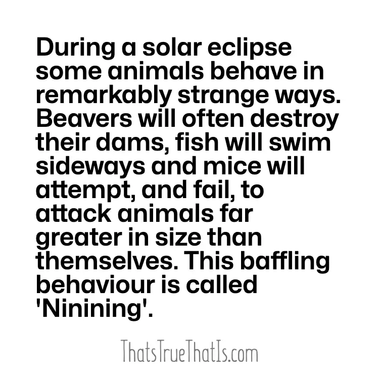 During a solar eclipse some animals behave in remarkably strange ways. Beavers will often destroy their dams, fish will swim sideways and mice will attempt, and fail, to attack animals far greater in size than themselves. This baffling behaviour is called 'Ninining'.